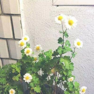仙侠神域小米游戏下载